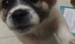 狗崽直播爆料是真的吗视频,视频内容究竟是否属实？