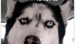 二哈新皮肤爆料视频,炫酷造型引网友热议！