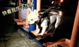 狼哥爆料现场图片搞笑视频,搞笑视频瞬间引爆笑点，网友直呼“笑到肚子疼”！