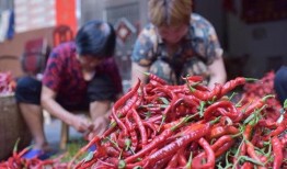 红辣椒 在线观看,在线观看，揭秘麻辣人生
