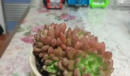 多肉饱饱爆料覃海洋视频,视频背后的故事与真相