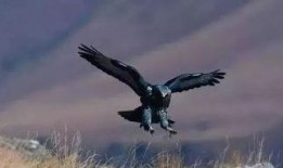 常州老鹰爆料视频大全,揭秘城市生活百态