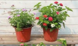 最新爆料暴雪视频下载软件