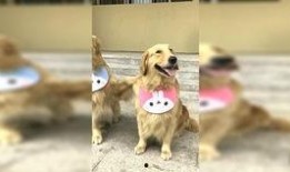 狗崽直播爆料是真的吗视频,视频内容究竟是否属实？