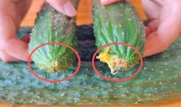 新黄瓜最新爆料视频大全,揭秘幕后真相与精彩瞬间