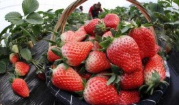 草莓农药爆料视频播放下载,揭秘农业用药真相