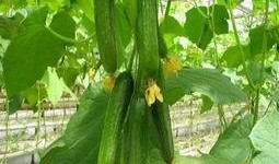 娱乐吃瓜718网红瓜,娱乐吃瓜盛宴，揭秘网红圈幕后故事