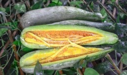 广西南宁吃瓜网红是谁,揭秘广西南宁吃瓜一哥的传奇人生”