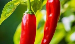 红辣椒 在线观看,在线观看，揭秘麻辣人生