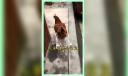 上进娱乐吃瓜群众,揭秘吃瓜群众的狂欢盛宴