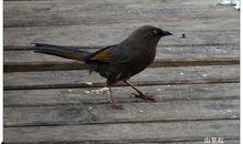 峰鸟在线观看,揭秘科技巨头背后的创新力量