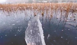 冰冻在线观看,揭秘极地奇观，在线观看的冰雪之旅