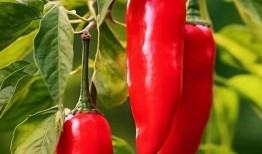 红辣椒 在线观看,在线观看，揭秘麻辣人生