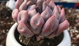 多肉饱饱爆料覃海洋视频,视频背后的故事与真相