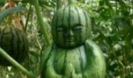 长兴网红吃瓜事件真相,真相背后的网络风波