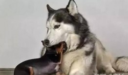 二哈新皮肤爆料视频,炫酷造型引网友热议！