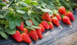 草莓农药爆料视频播放下载,揭秘农业用药真相