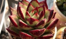 多肉饱饱爆料覃海洋视频,视频背后的故事与真相