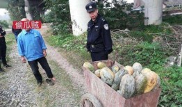盐山网红吃瓜事件视频最新,揭秘背后真相与网络暴力