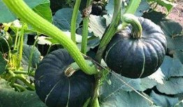 娱乐吃瓜718网红瓜,娱乐吃瓜盛宴，揭秘网红圈幕后故事