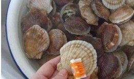 爆料扇贝测评图片高清视频,高清图片与视频深度解析